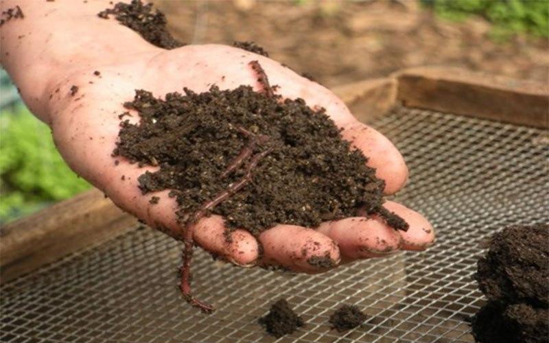 proizvodnja biohumusa kod kuće