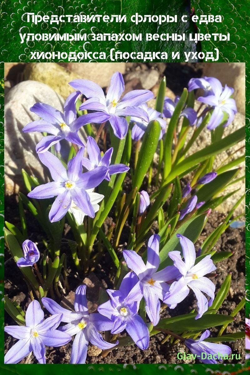 Chionodox blomsterplanting og stell