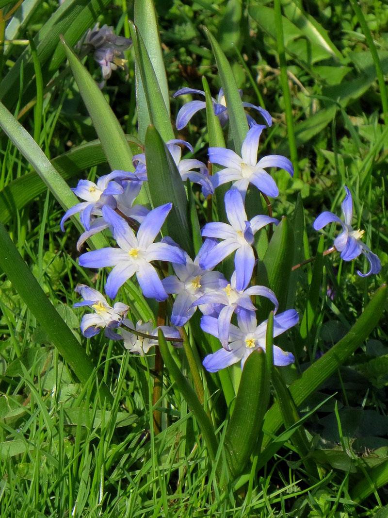 Chionodox Forbes