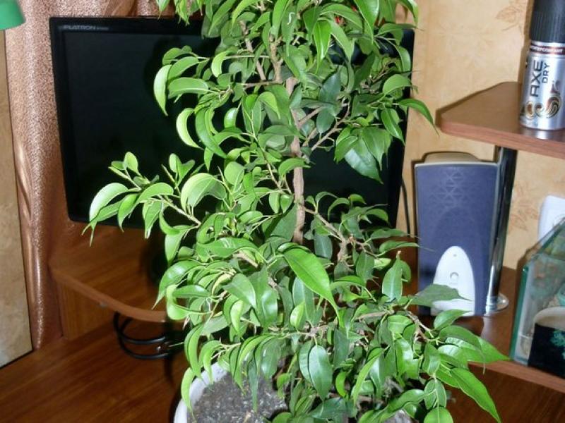 ficus natasha