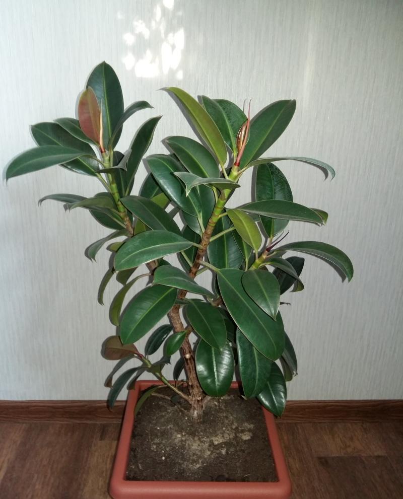 Ficus melanie