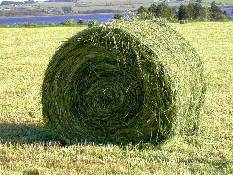 haylage คืออะไร