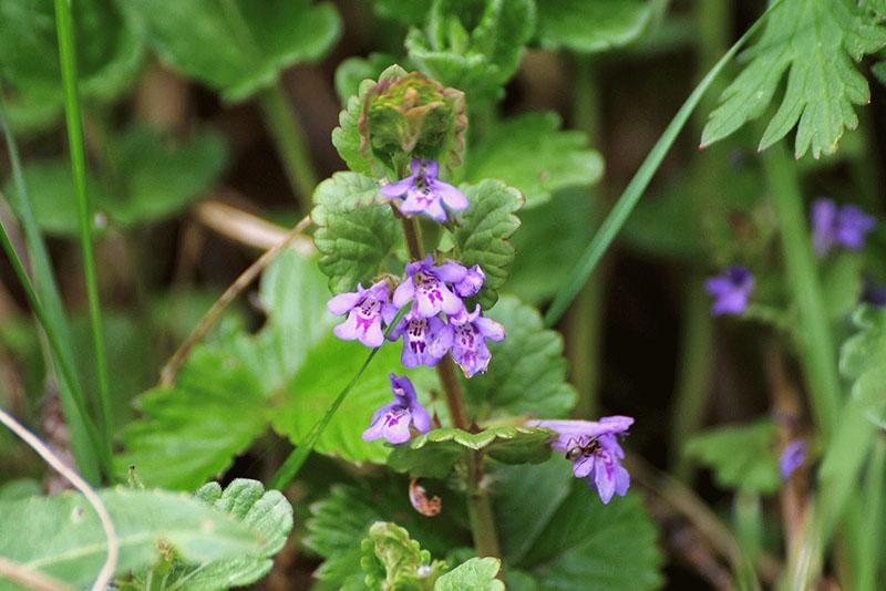 eføy budra blomstrer