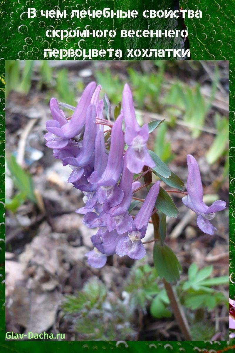 jaké jsou léčivé vlastnosti corydalis