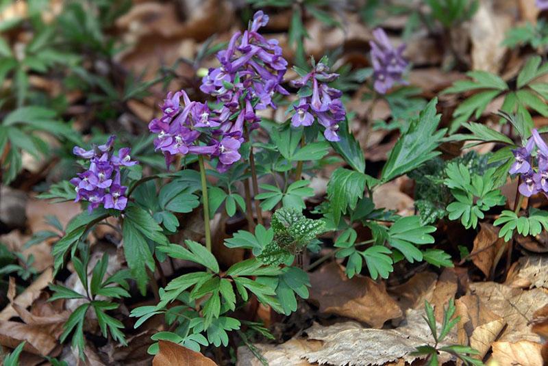 jemné kvetení corydalis