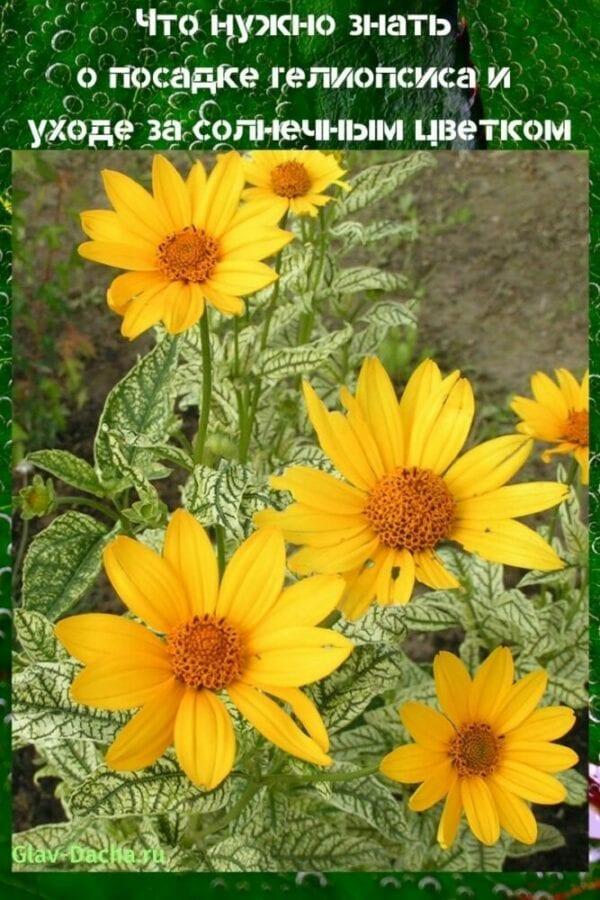 การปลูกและการดูแลรักษา heliopsis