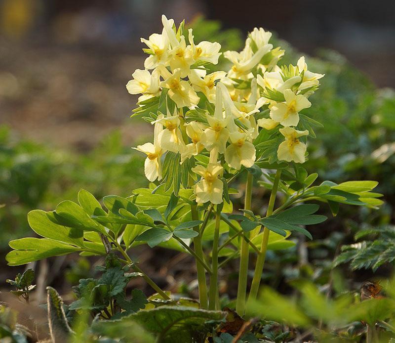 kwiatostan corydalis