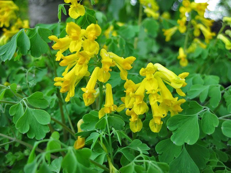 flerårig corydalis gul