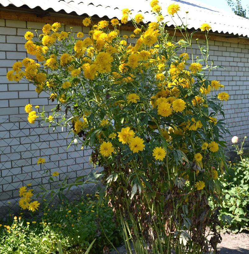 การปลูกและดูแลลูกบอลทองคำ rudbeckia