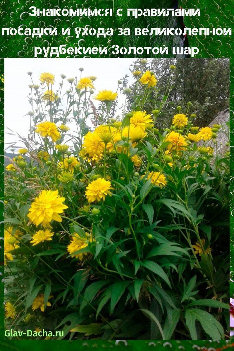 výsadba a péče o zlatou kouli rudbeckia