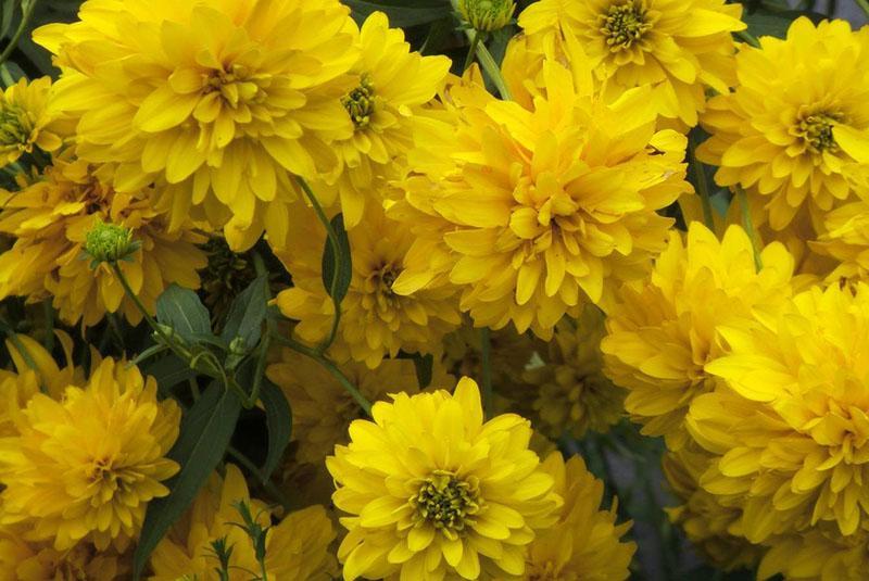 rudbeckia golden ball