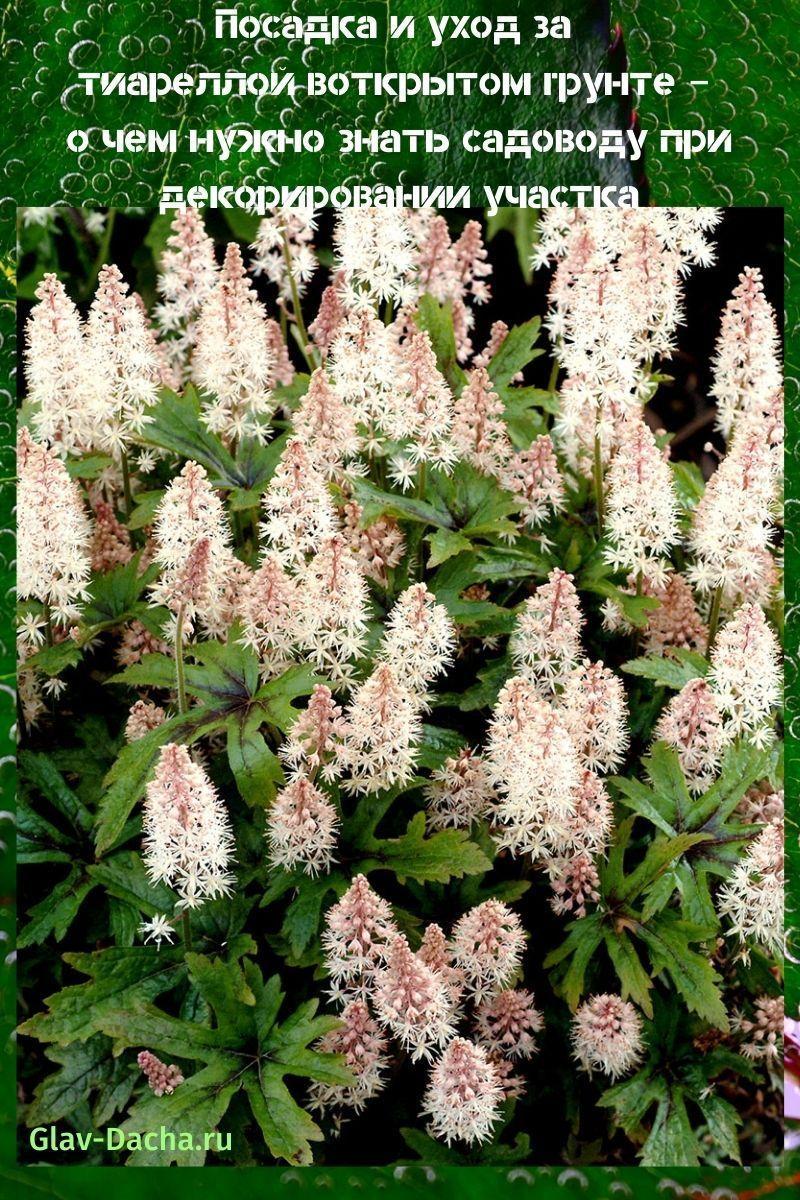 การปลูกและดูแล tiarella ในทุ่งโล่ง