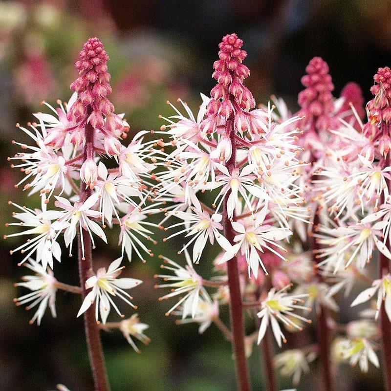 piękny kwiat tiarella