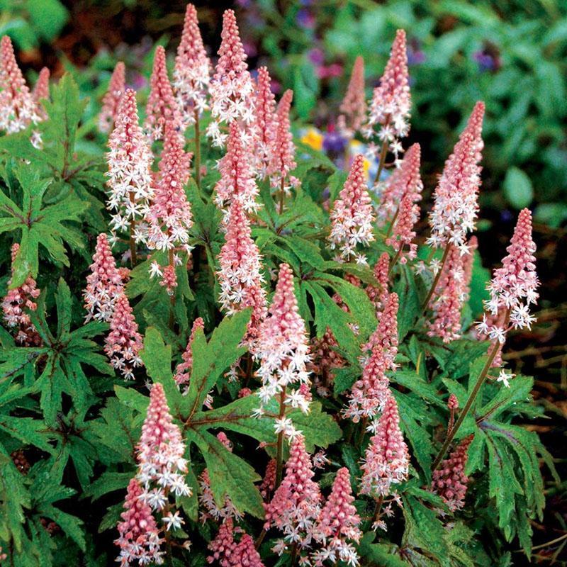 พุ่มไม้ tiarella เขียวชอุ่ม