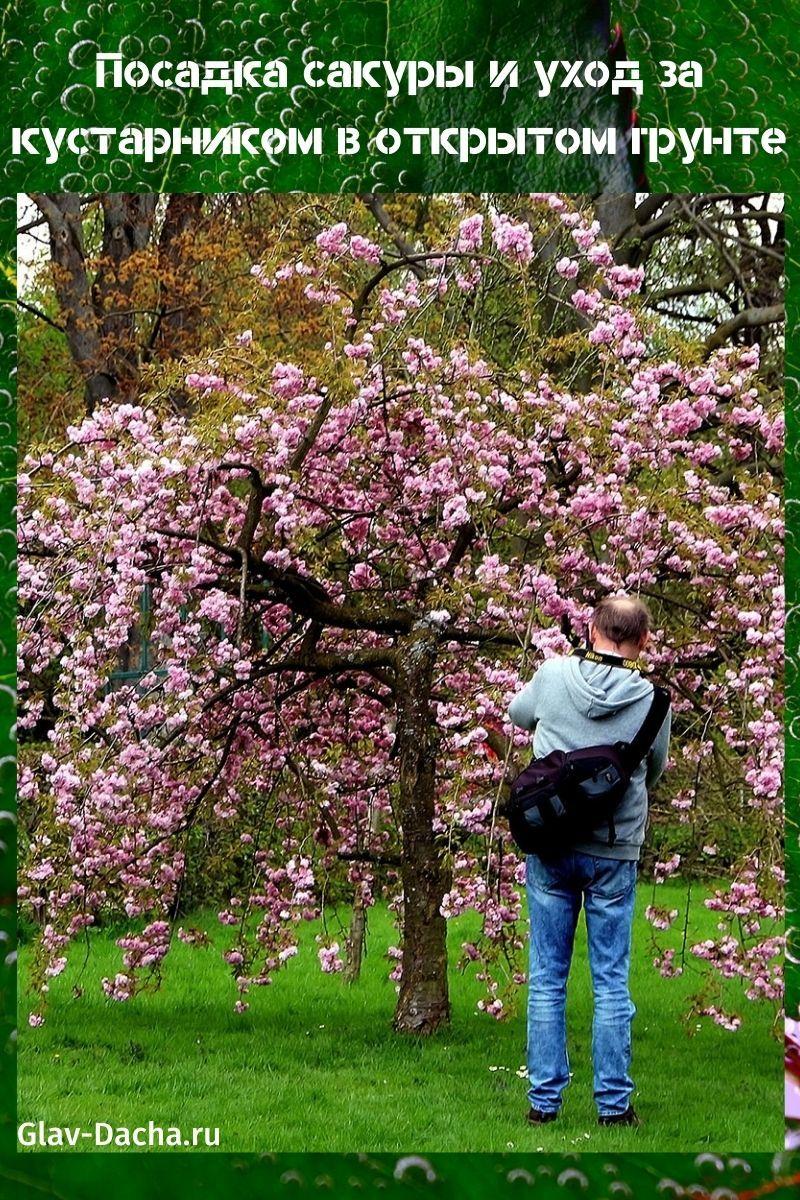 sakura planting og buskestell