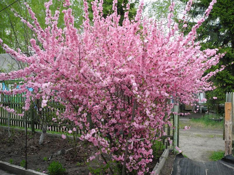 sakura på gårdsplassen