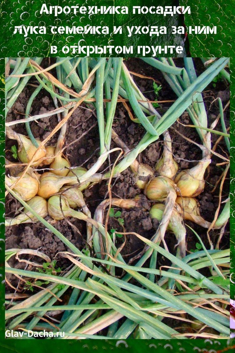 familie løkplanting og stell