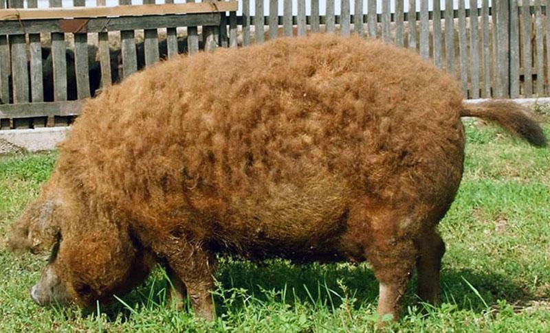 maďarská dolů mangalica