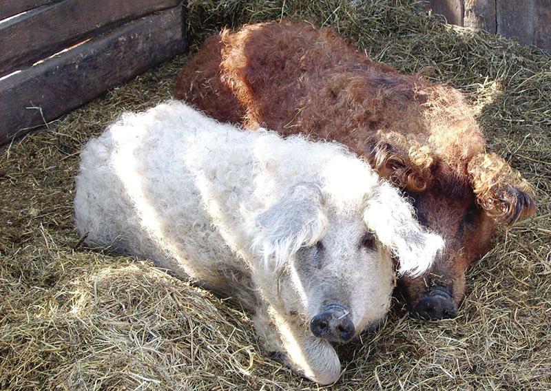 puszysta węgierska mangalitsa na dziedzińcu