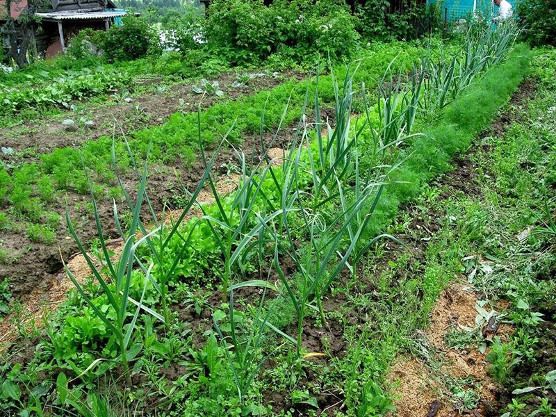 การเก็บเกี่ยวอันอุดมสมบูรณ์บนเตียงของ Rosum