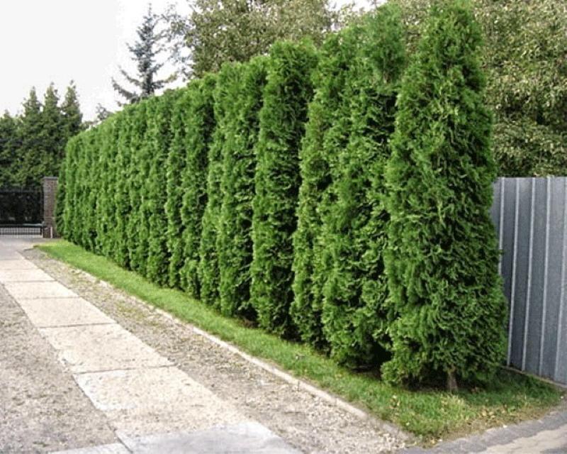 Thuja Columna