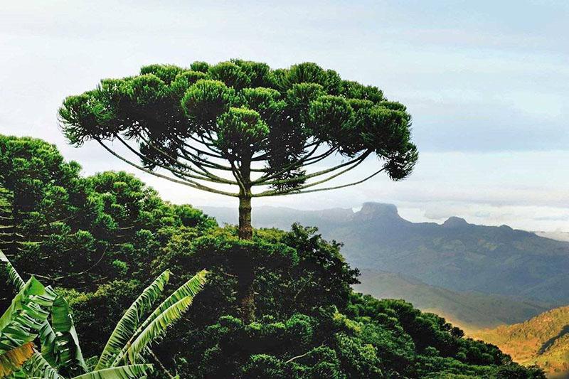 araucaria i naturen