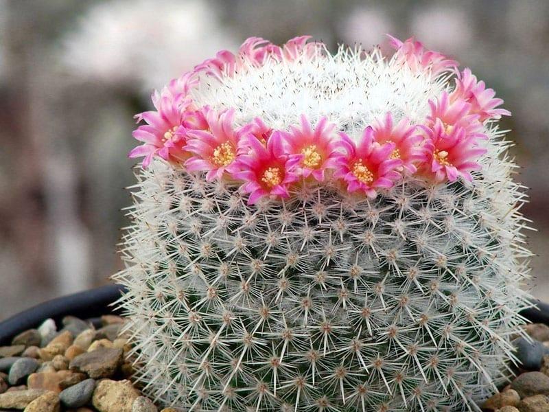 Mammillaria blomstrer