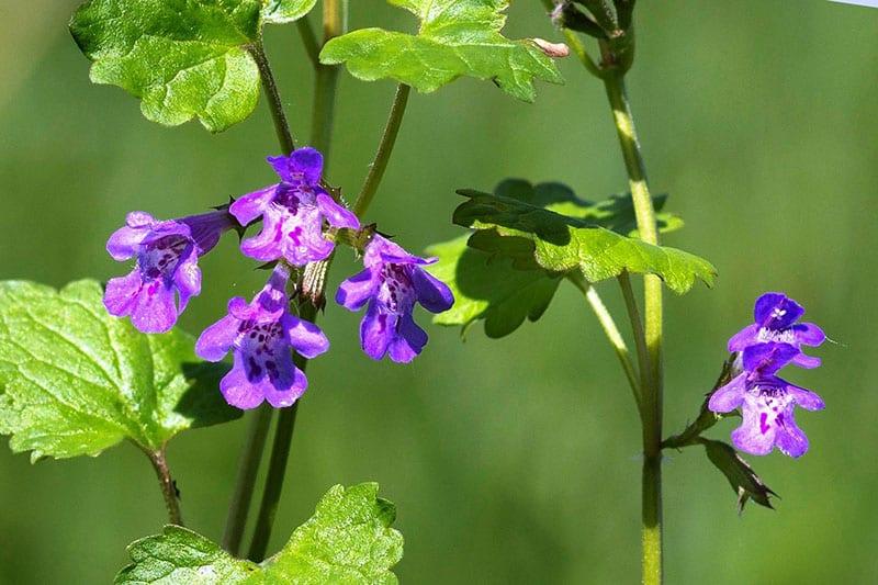 en plante i familien laminer