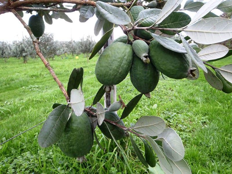 frukting av feijoa på nettstedet