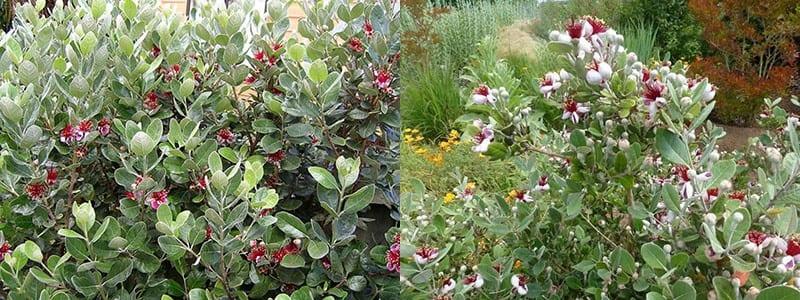 blomstrende feijoa i det åpne feltet