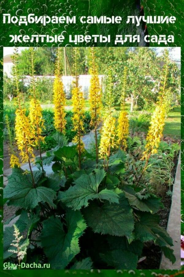 gule blomster til hagen