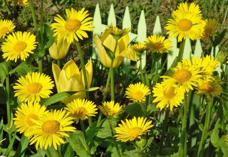 utsøkte gule blomster til hagen