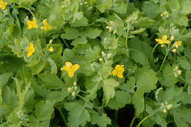 celandine blomstrer