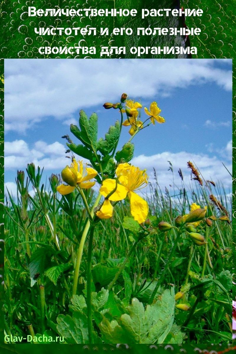 celandine และคุณสมบัติที่เป็นประโยชน์