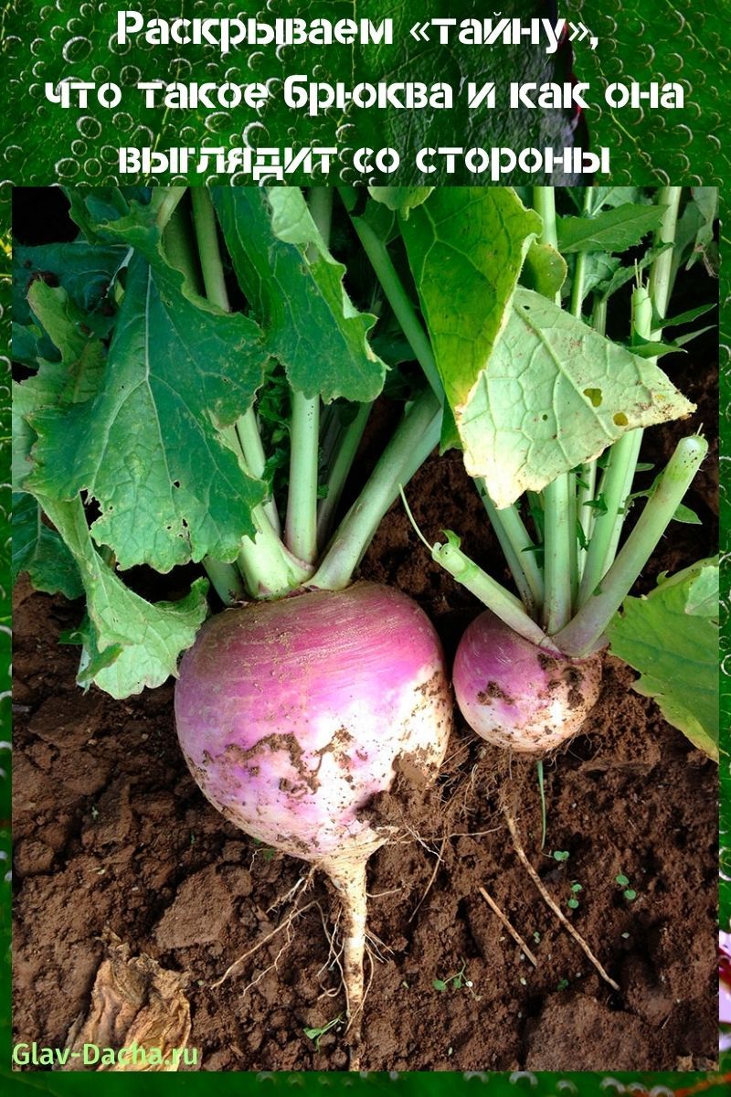 co to jest rutabaga i jak to wygląda