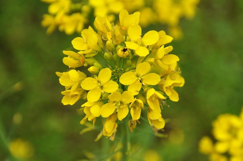 blomstrende rutabaga