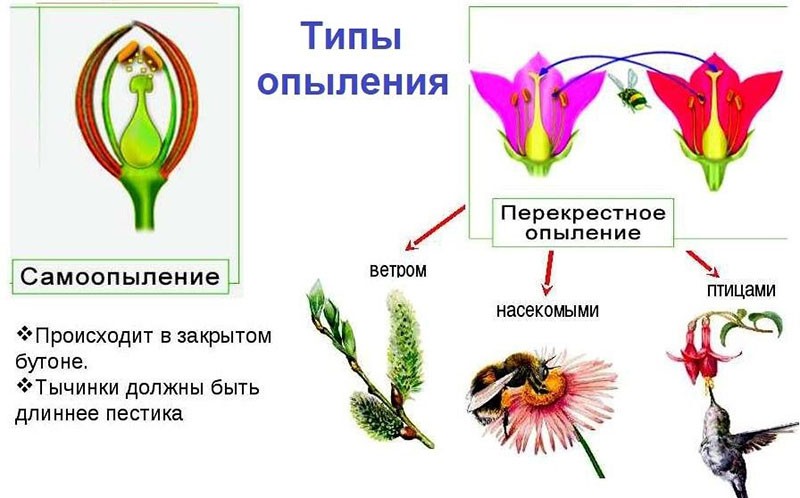 ประเภทการผสมเกสร