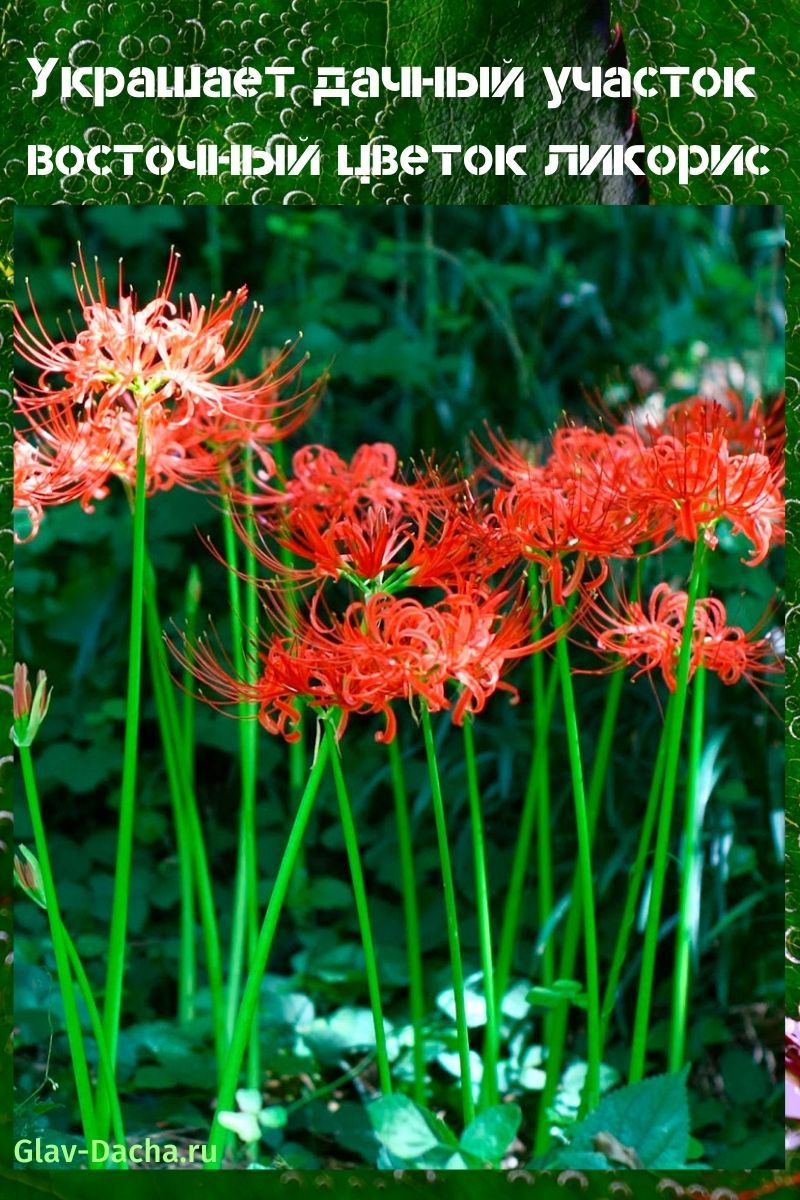 kwiat lycoris