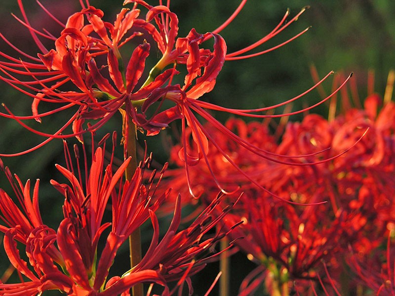 cechy kwiatu lycoris