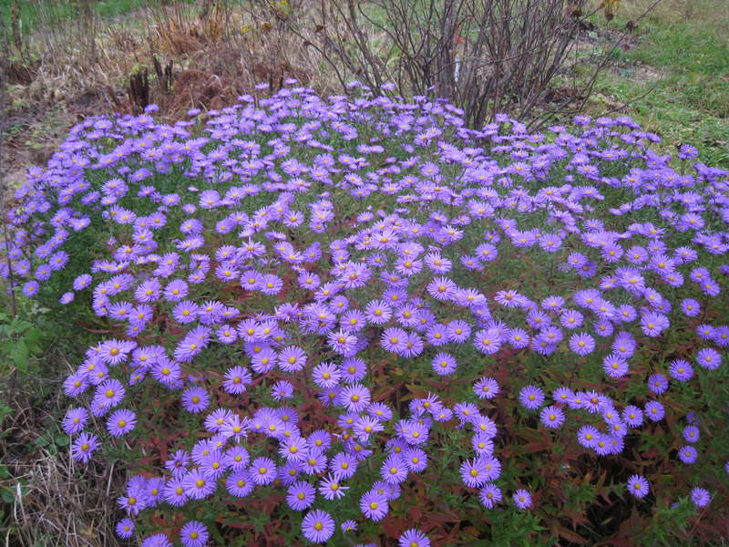 fotografie přistání a péče o erigeron