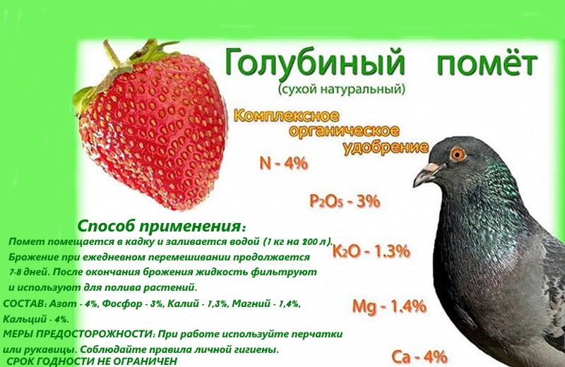 unikalny skład odchodów gołębi