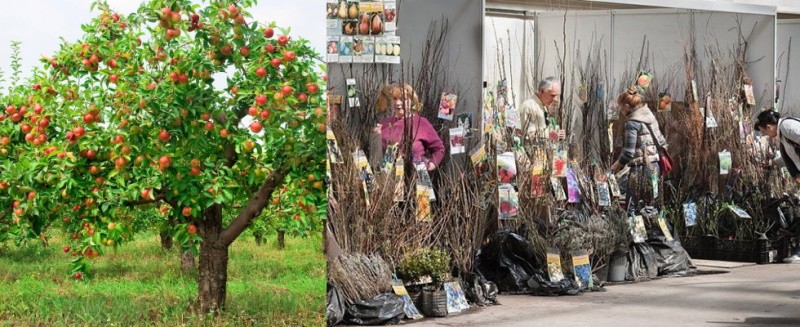 valg av en frøplante av ønsket sort