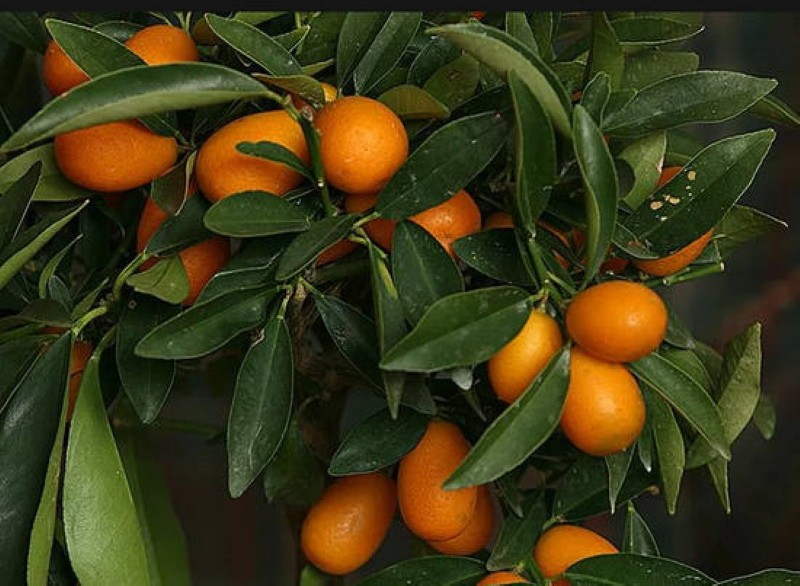 kumquat