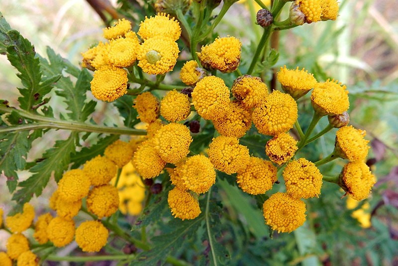 frodig blomst av kanooper