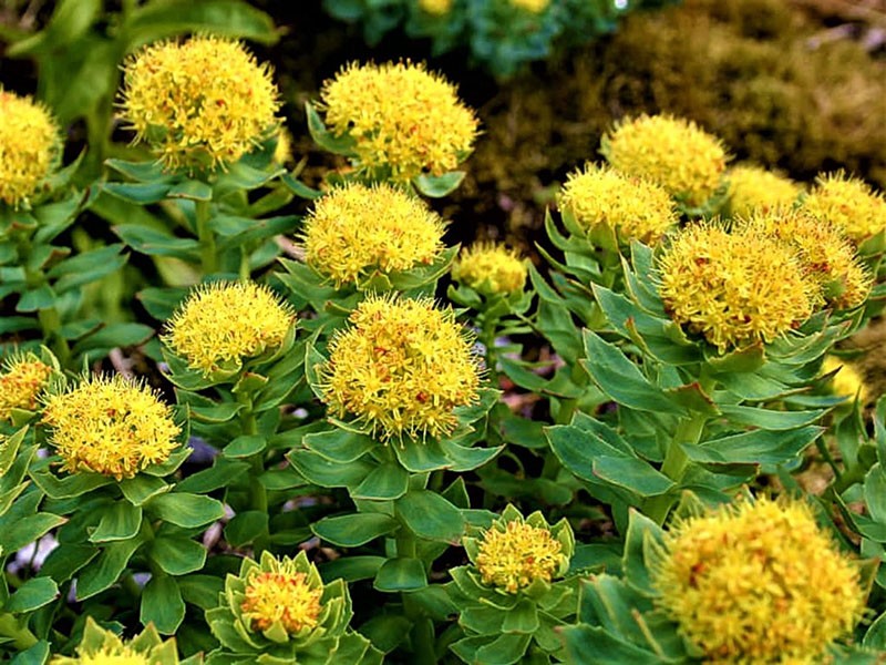 Różowe kwiaty Rhodiola