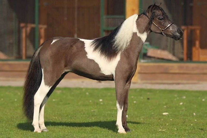 hodowla konia Falabella