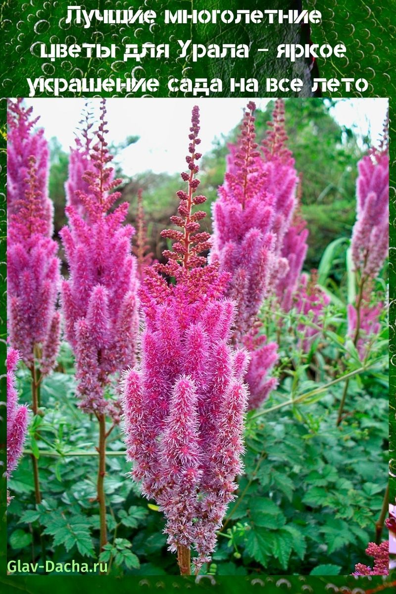 flerårige blomster til Ural