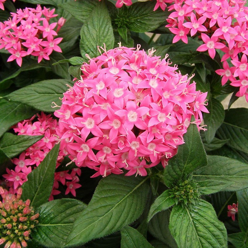 frodig blomstrende busk