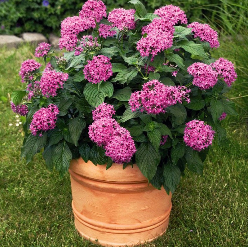 hybridní paleta pentas