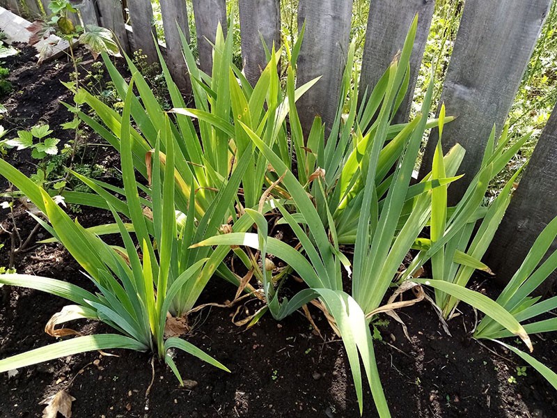 mislykket sted for voksende iris